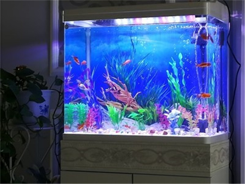 Fish In Aquarium Picture - Póster de Fondo para Acuario de
