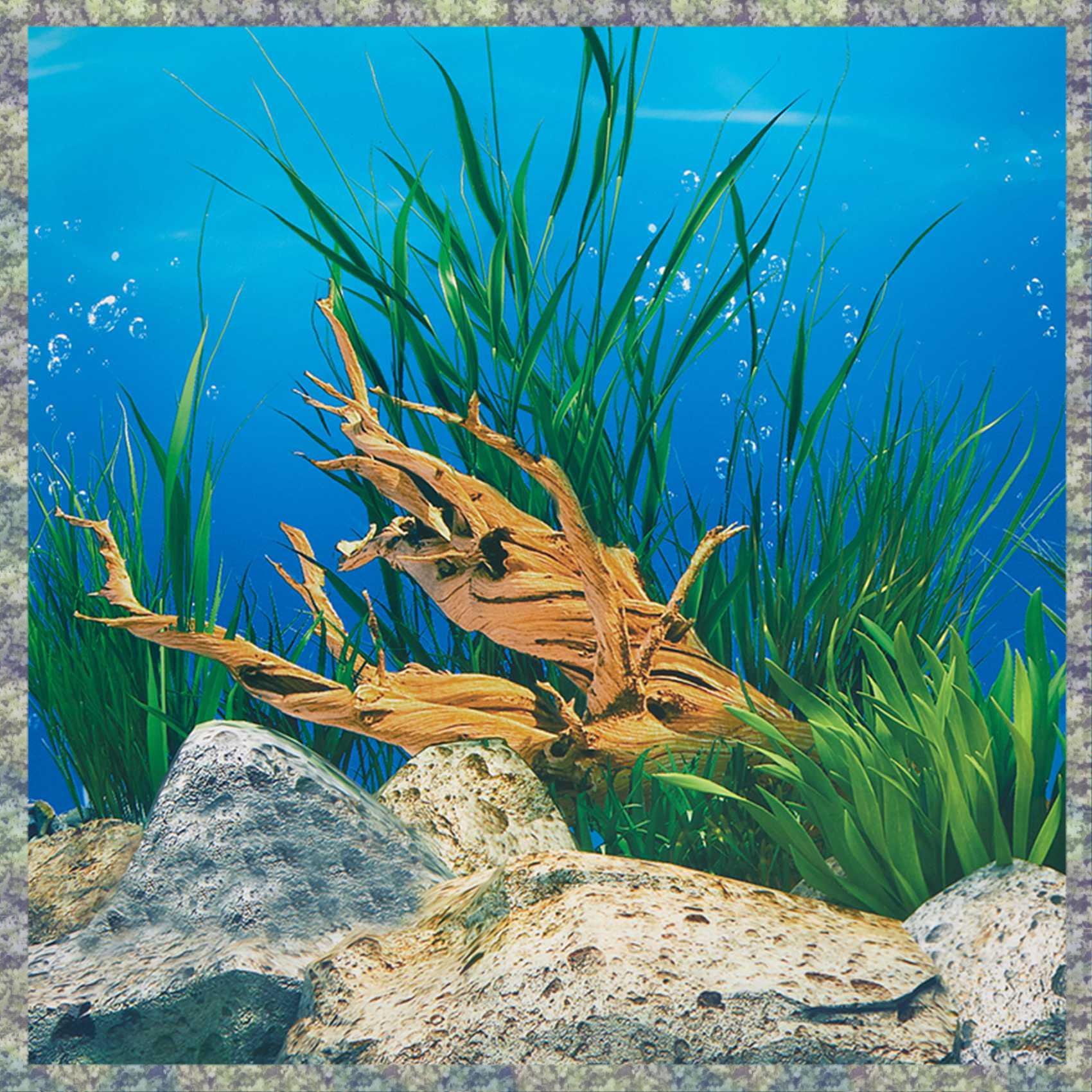 Fish In Aquarium Picture - Papel de fondo de acuario WON,