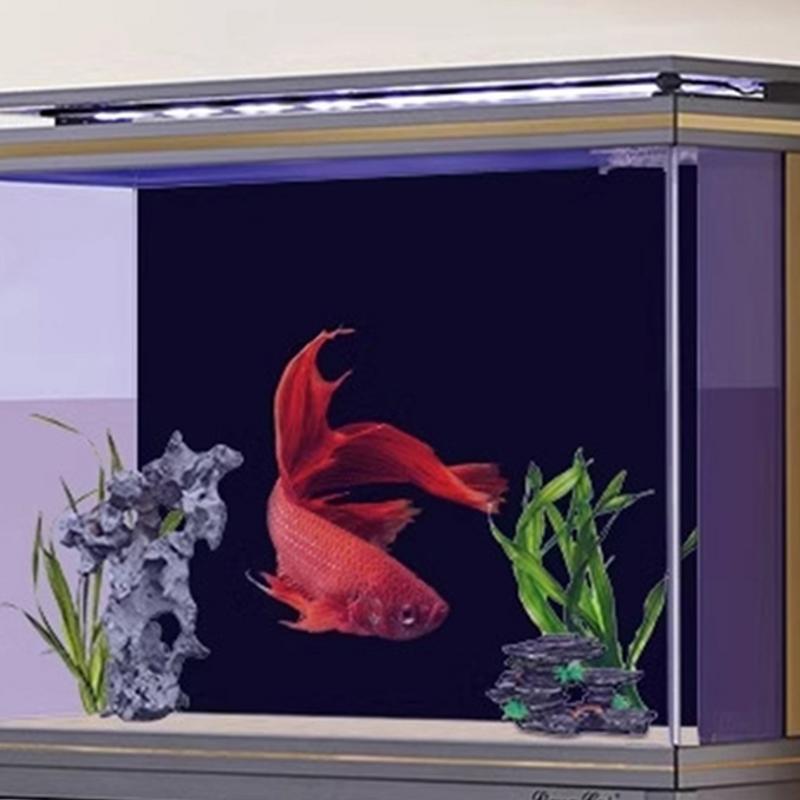 Papel tapiz de fondo de acuari - Fish In Aquarium Picture reseña y precio