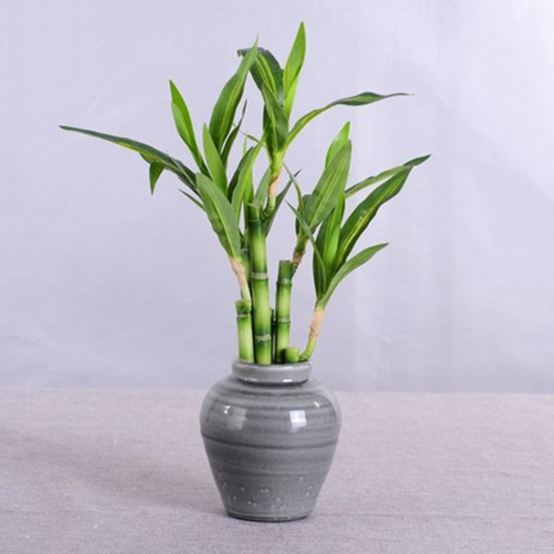 Nuevo 40cm rFtificial Lucky Ba - Aquarium Fish Items reseña y precio