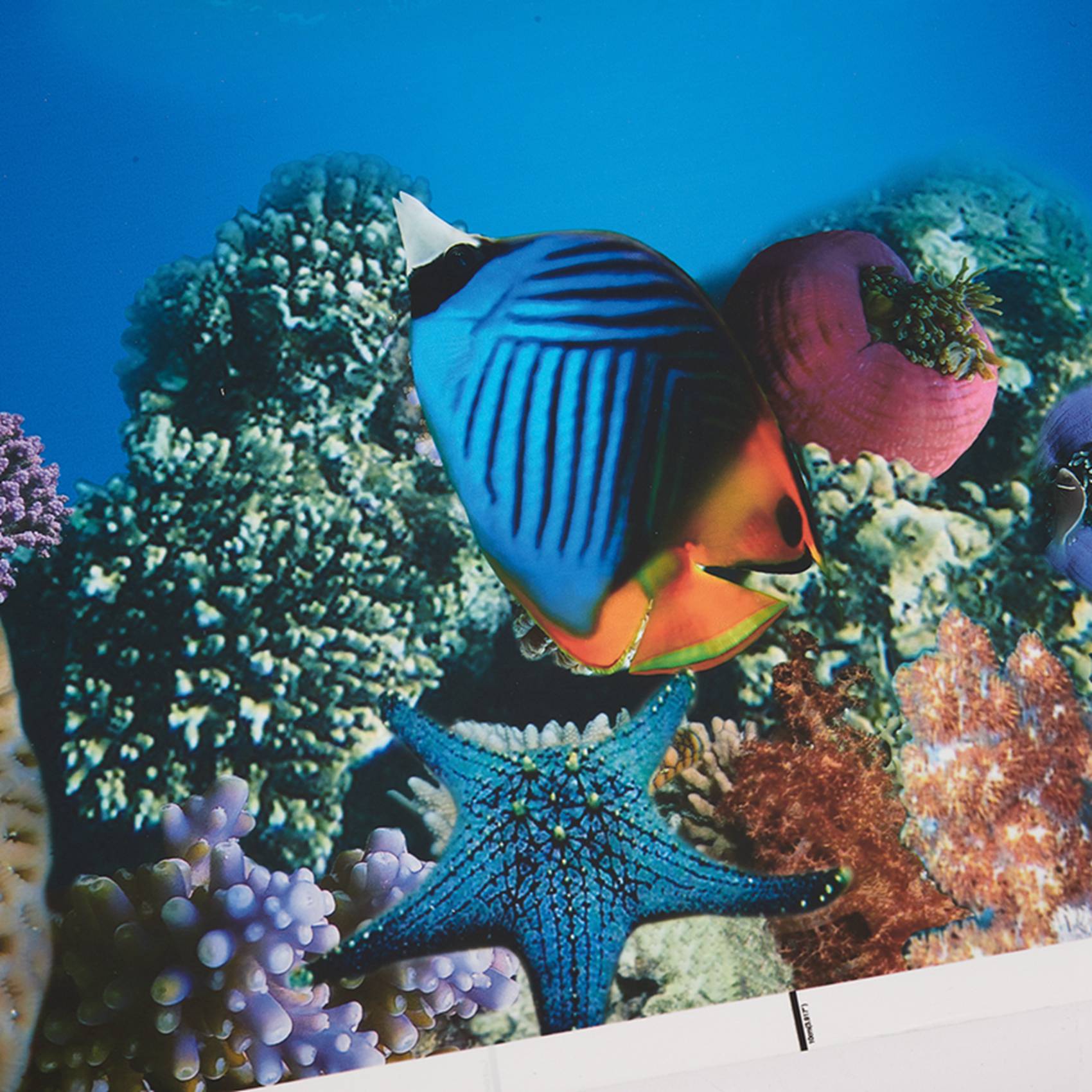 Papel de fondo para acuario A7 - Fish In Aquarium Picture reseña y precio