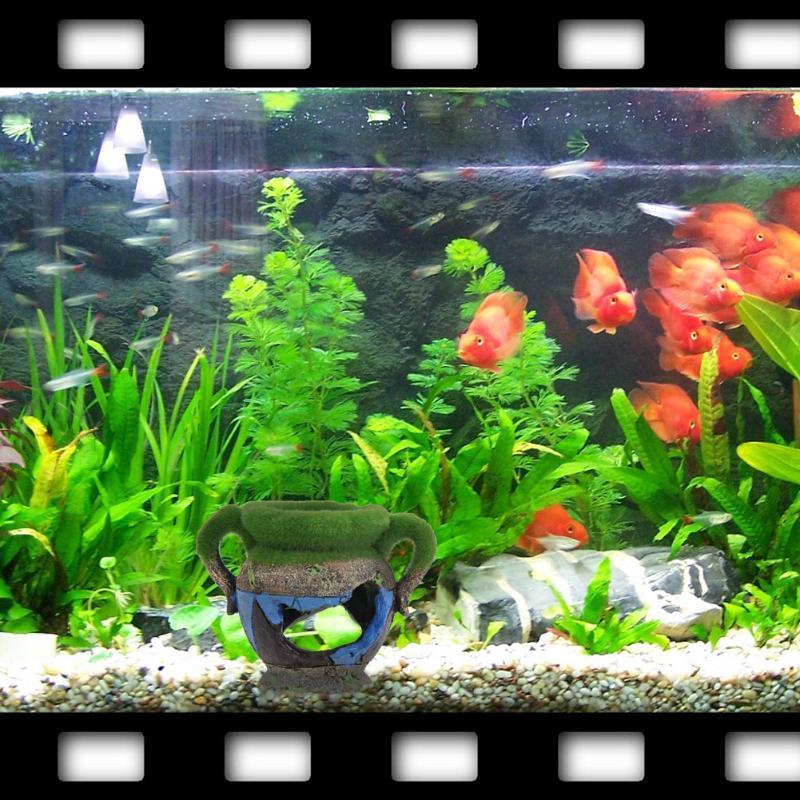 Florero de resina con musgo, a - Aquarium Fish Games reseña y precio