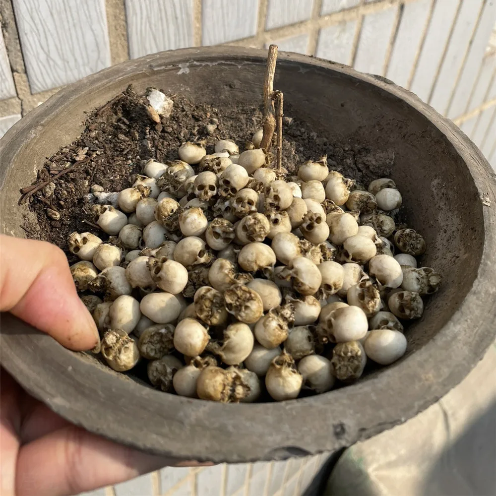 Mini calavera, modelo en minia - Aquarium Fish Items reseña y precio